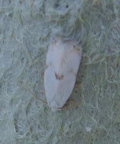 Pseudopostega sp.